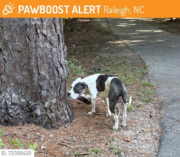 Found/Stray Male Dog last seen Down the Shelley Lake greenway path from Longstreet & Bentcreek entrance, Raleigh, NC 27615