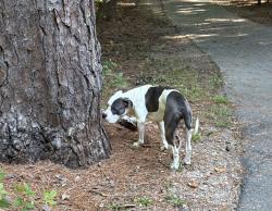 Found/Stray Male Dog last seen Down the Shelley Lake greenway path from Longstreet & Bentcreek entrance, Raleigh, NC 27615