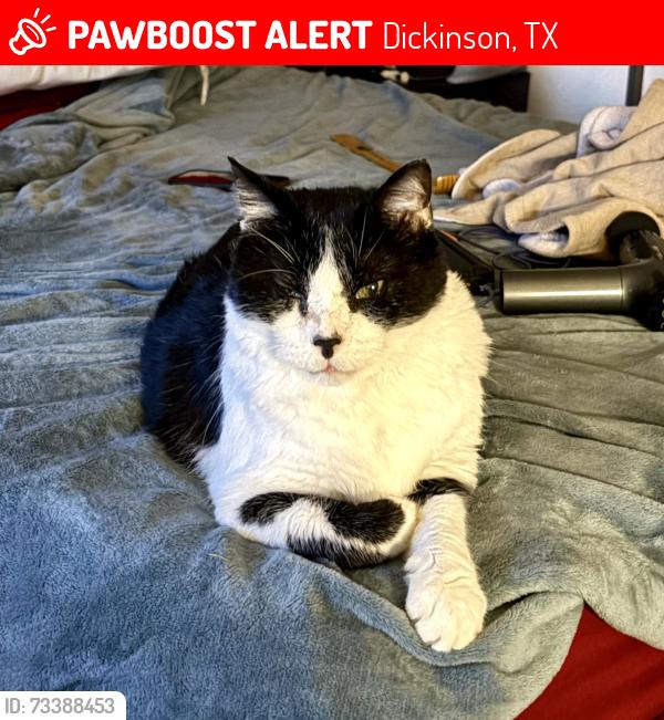 Lost Male Cat last seen Calder rd, Dickinson, TX 77539