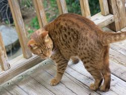 Lost Male Cat last seen Paoli Avenue and Stallings, Atlanta, GA 30316