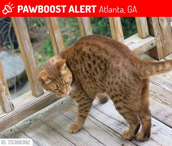 Lost Male Cat last seen Paoli Avenue and Stallings, Atlanta, GA 30316