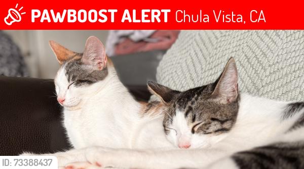 Lost Female Cat last seen 4th and I street, Chula Vista, CA 91912