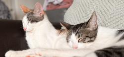 Lost Female Cat last seen 4th and I street, Chula Vista, CA 91912