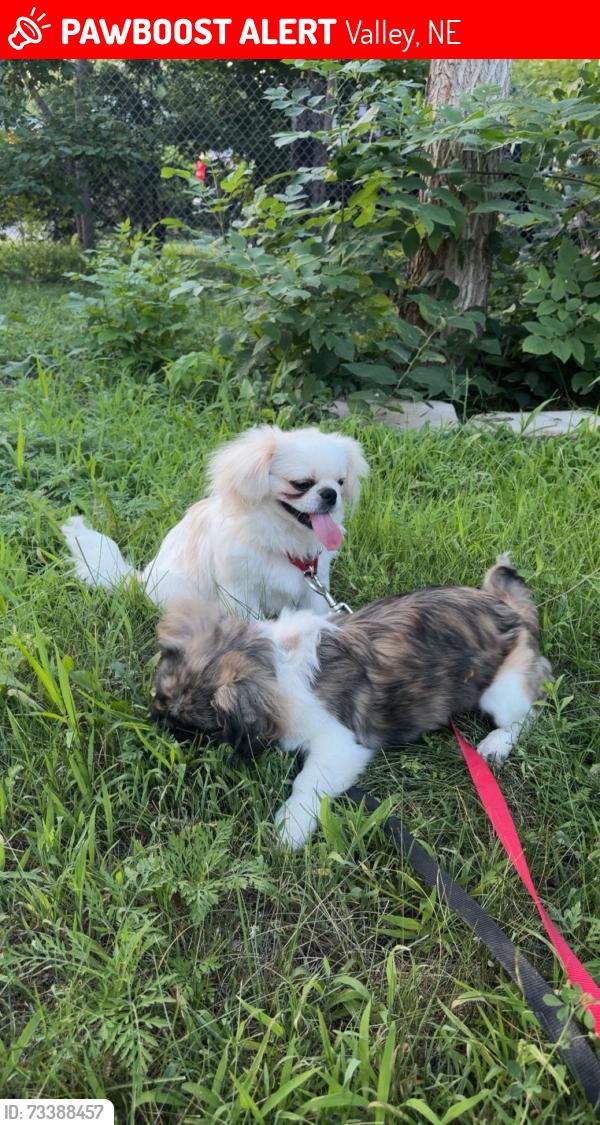 Lost Male Dog last seen Near king lakeside Dr Valley, Ne, Valley, NE 68064