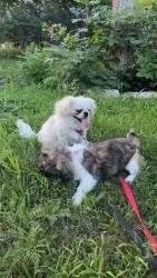 Lost Male Dog last seen Near king lakeside Dr Valley, Ne, Valley, NE 68064