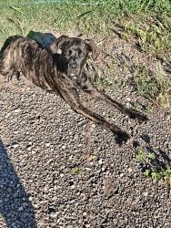 Lost Female Dog last seen Yosemite Ave and El vista, Modesto, CA 95351
