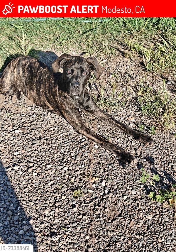 Lost Female Dog last seen Yosemite Ave and El vista, Modesto, CA 95351