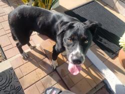 Reunited Male Dog last seen Marine ave. And Kingsley, Gardena, CA 90247