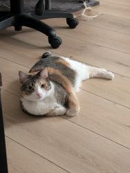 Lost Female Cat last seen Center st and Locust st, Herndon, VA 20170