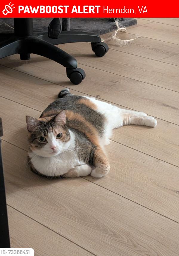 Lost Female Cat last seen Center st and Locust st, Herndon, VA 20170