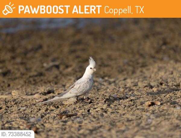 Found/Stray Unknown Bird last seen 32°56'29.8