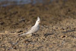 Found/Stray Unknown Bird last seen 32°56'29.8
