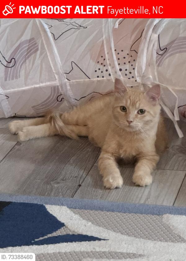 Lost Male Cat last seen Veanna Drive & Lakecrest Drive, Fayetteville, NC 28301