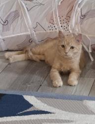 Lost Male Cat last seen Veanna Drive & Lakecrest Drive, Fayetteville, NC 28301