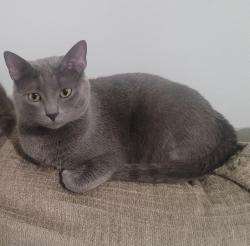 Reunited Male Cat last seen New England and Wrightwood, Chicago, IL 60707