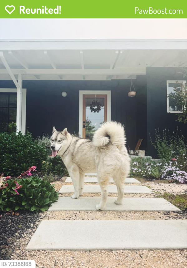 Reunited Male Dog last seen Rifle range, El Cerrito, CA 94530