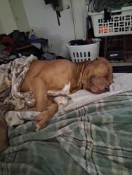 Reunited Male Dog last seen Cotton creek rd and old river rd ,milligan/Baker, Okaloosa County, FL 32531