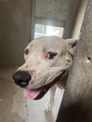 Shelter Stray Male Dog last seen 40TH X LEROY, 333 Chandler Pl, San Bernardino, CA 92408, USA