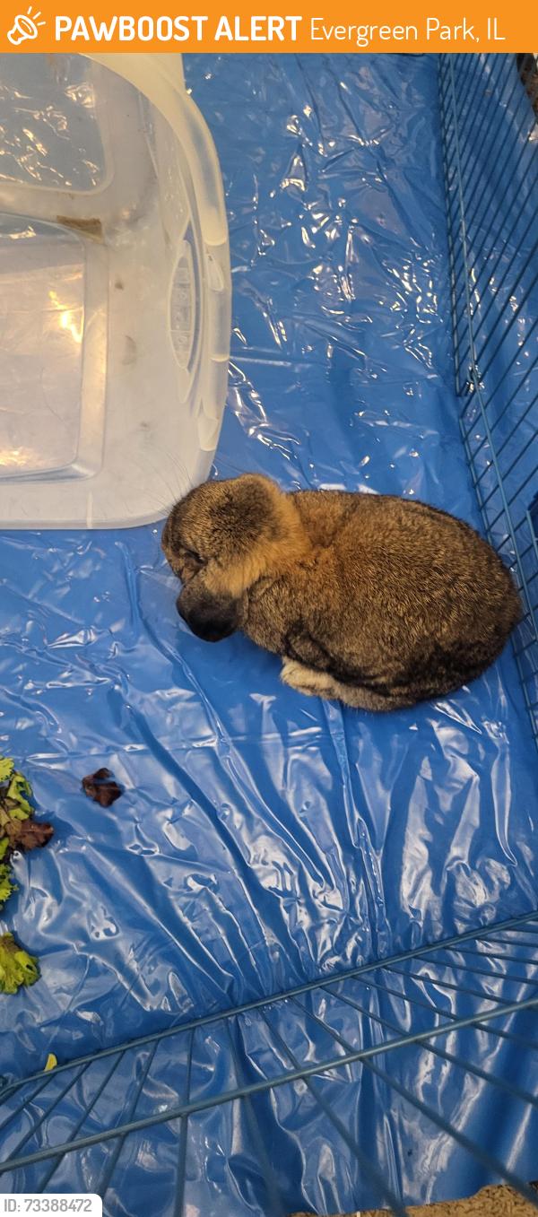 Found/Stray Unknown Rabbit last seen 99th and pulaski, Evergreen Park, IL 60805