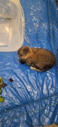 Found/Stray Unknown Rabbit last seen 99th and pulaski, Evergreen Park, IL 60805