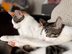 Lost Female Cat last seen 4th and I street, Chula Vista, CA 91911
