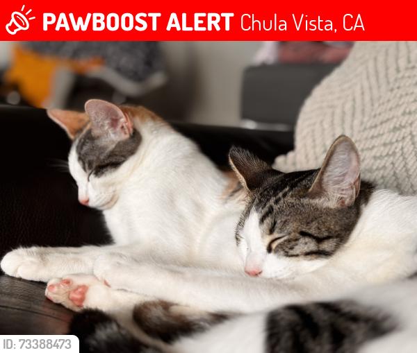 Lost Female Cat last seen 4th and I street, Chula Vista, CA 91911