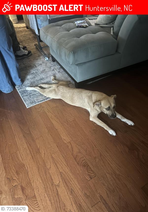 Lost Female Dog last seen Plaza midwood, Charlotte, NC 28204