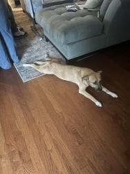 Lost Female Dog last seen Plaza midwood, Charlotte, NC 28204