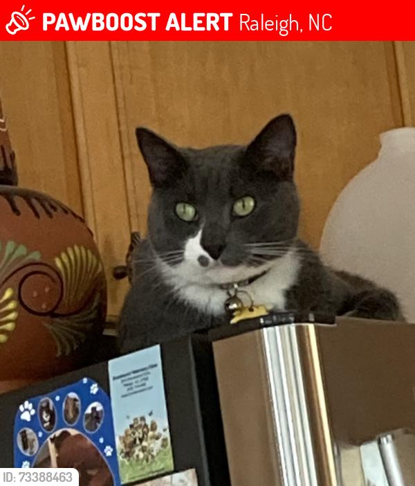 Lost Male Cat last seen Crest of Carolina subdivision, Raleigh, NC 27603