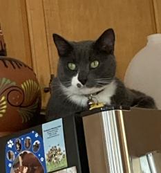 Lost Male Cat last seen Crest of Carolina subdivision, Raleigh, NC 27603