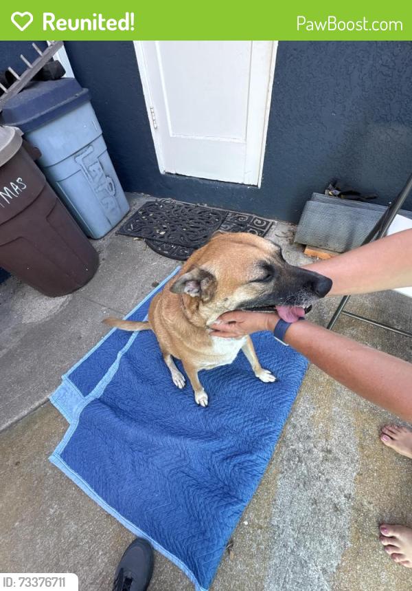 Reunited Female Dog last seen Trojan, San Diego, CA 92115