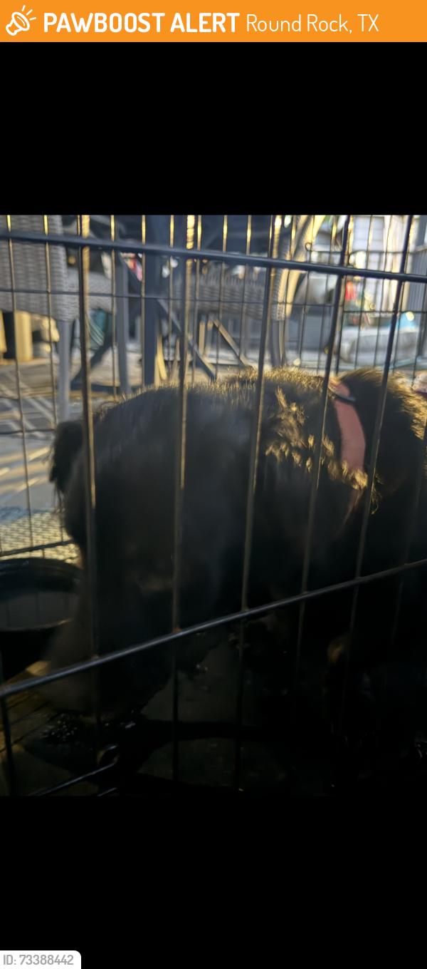 Found/Stray Female Dog last seen Farnswood dr Drive and Greenhill, Round Rock, TX 78664