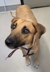 Shelter Stray Female Dog last seen Near Millar Avenue, El Cajon, CA, 92020, El Cajon, CA 92020, USA