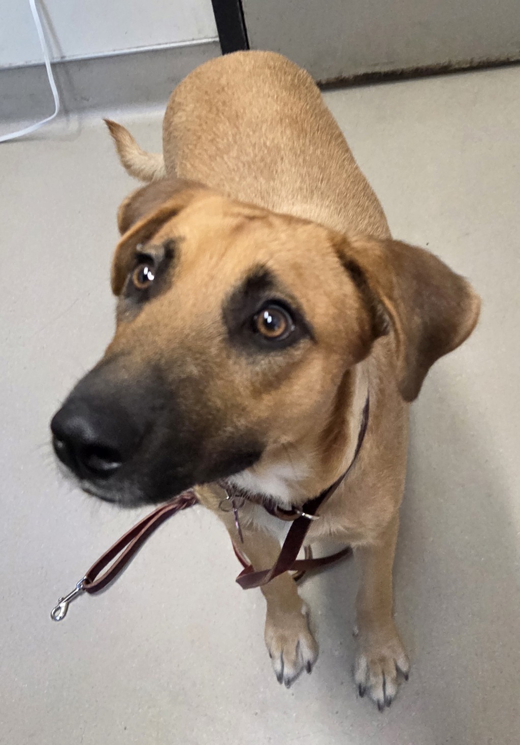Shelter Stray Female Dog last seen Near Millar Avenue, El Cajon, CA, 92020, El Cajon, CA 92020, USA