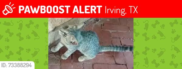 Lost Female Cat last seen Stockton Dr and Thompson St, Irving, TX 75061