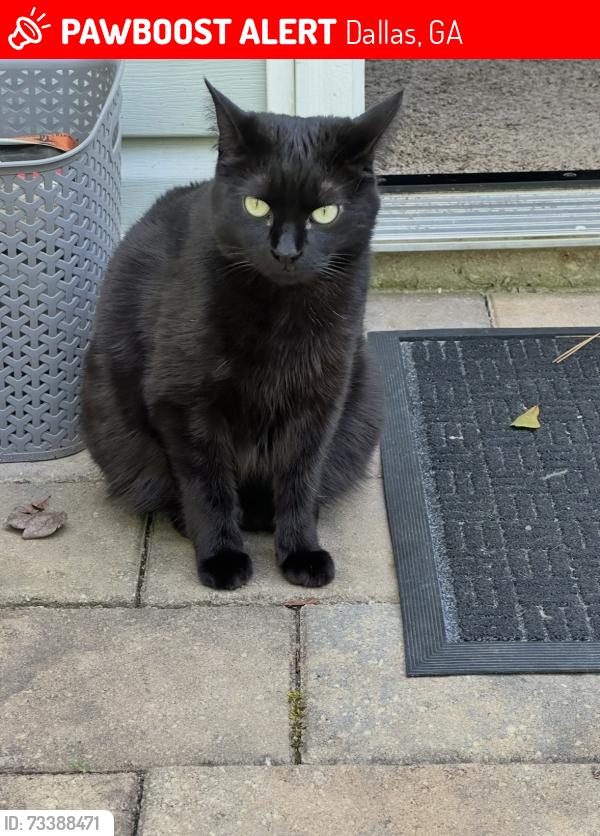 Lost Female Cat last seen Oscar Way, Dallas, GA 30132