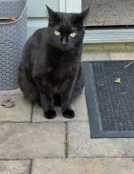 Lost Female Cat last seen Oscar Way, Dallas, GA 30132