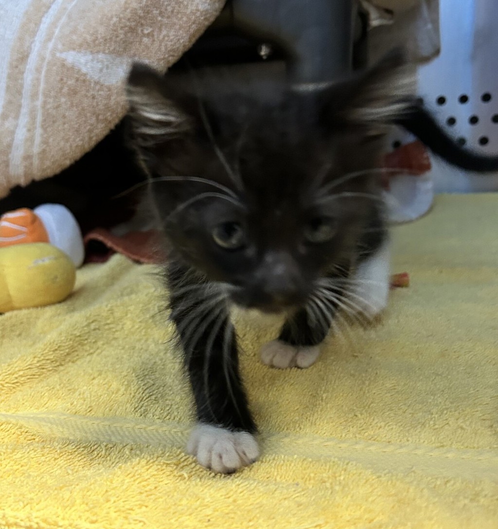 Shelter Stray Male Cat last seen MacArthur Street, OAKLAND, CA, 94621, 8323 Baldwin St, Oakland, CA 94621, USA