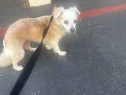 Reunited Female Dog last seen Eagles landing, Oceanside, CA 92058