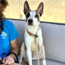 Shelter Stray Male Dog last seen , 361 S Raymond Ave, Pasadena, CA 91105, USA