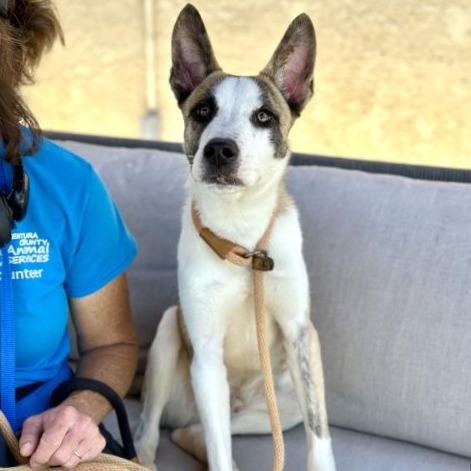 Shelter Stray Male Dog last seen , 361 S Raymond Ave, Pasadena, CA 91105, USA