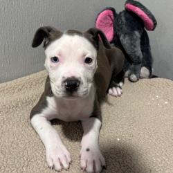 Shelter Stray Male Dog last seen , 3607 N Armenia Ave, Tampa, FL 33607, USA