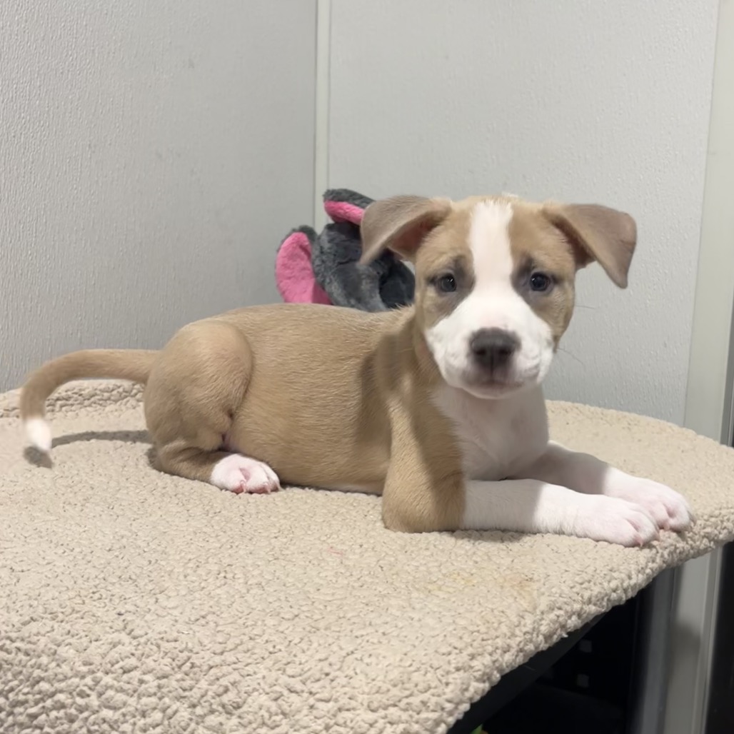 Shelter Stray Female Dog last seen , 3607 N Armenia Ave, Tampa, FL 33607, USA
