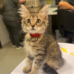 Shelter Stray Female Cat last seen , 3607 N Armenia Ave, Tampa, FL 33607, USA
