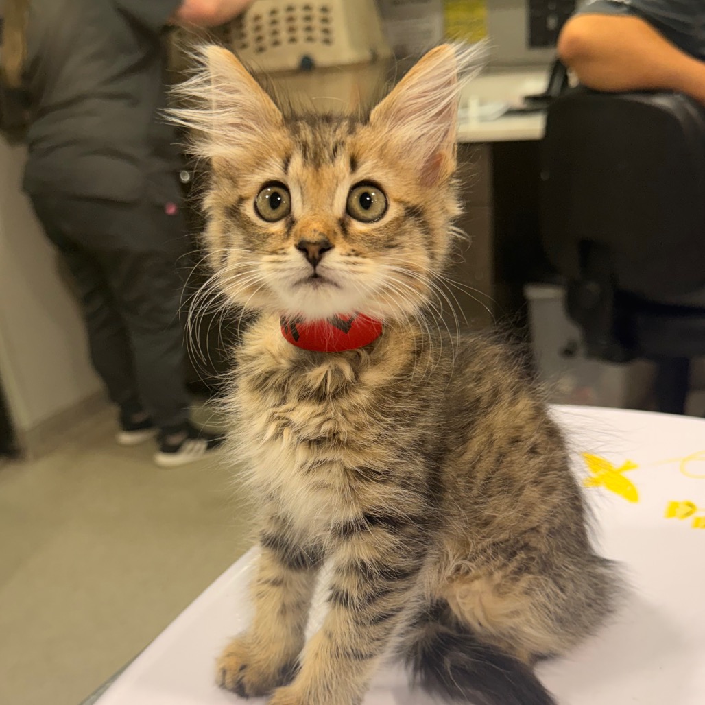 Shelter Stray Female Cat last seen , 3607 N Armenia Ave, Tampa, FL 33607, USA