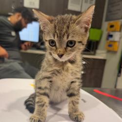 Shelter Stray Female Cat last seen , 3607 N Armenia Ave, Tampa, FL 33607, USA