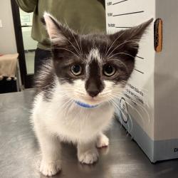 Shelter Stray Male Cat last seen , 3607 N Armenia Ave, Tampa, FL 33607, USA
