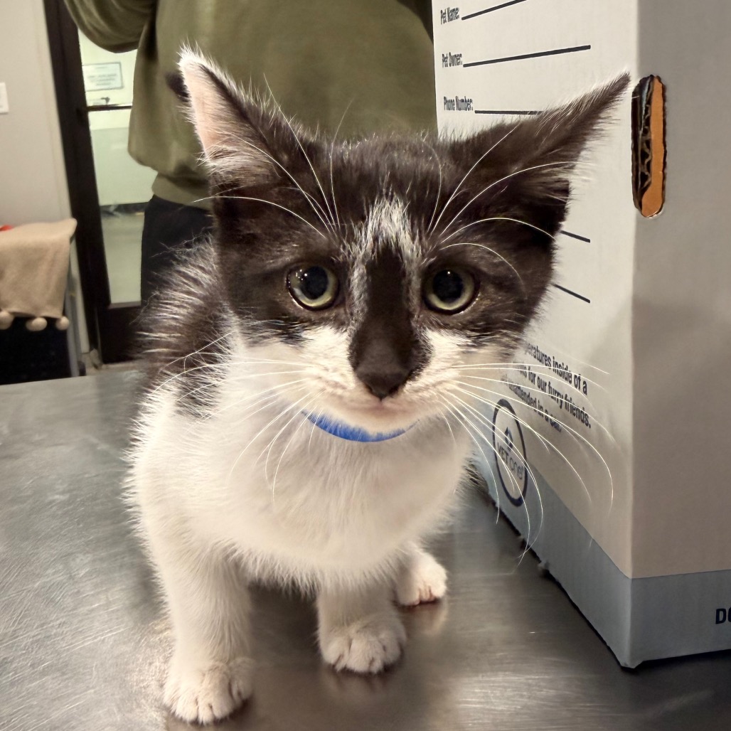 Shelter Stray Male Cat last seen , 3607 N Armenia Ave, Tampa, FL 33607, USA