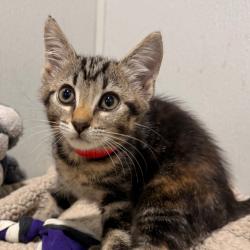 Shelter Stray Female Cat last seen , 3607 N Armenia Ave, Tampa, FL 33607, USA