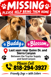 Lost Unknown Dog last seen Sierra hwy and Quinn drive, Santa Clarita, CA 91387